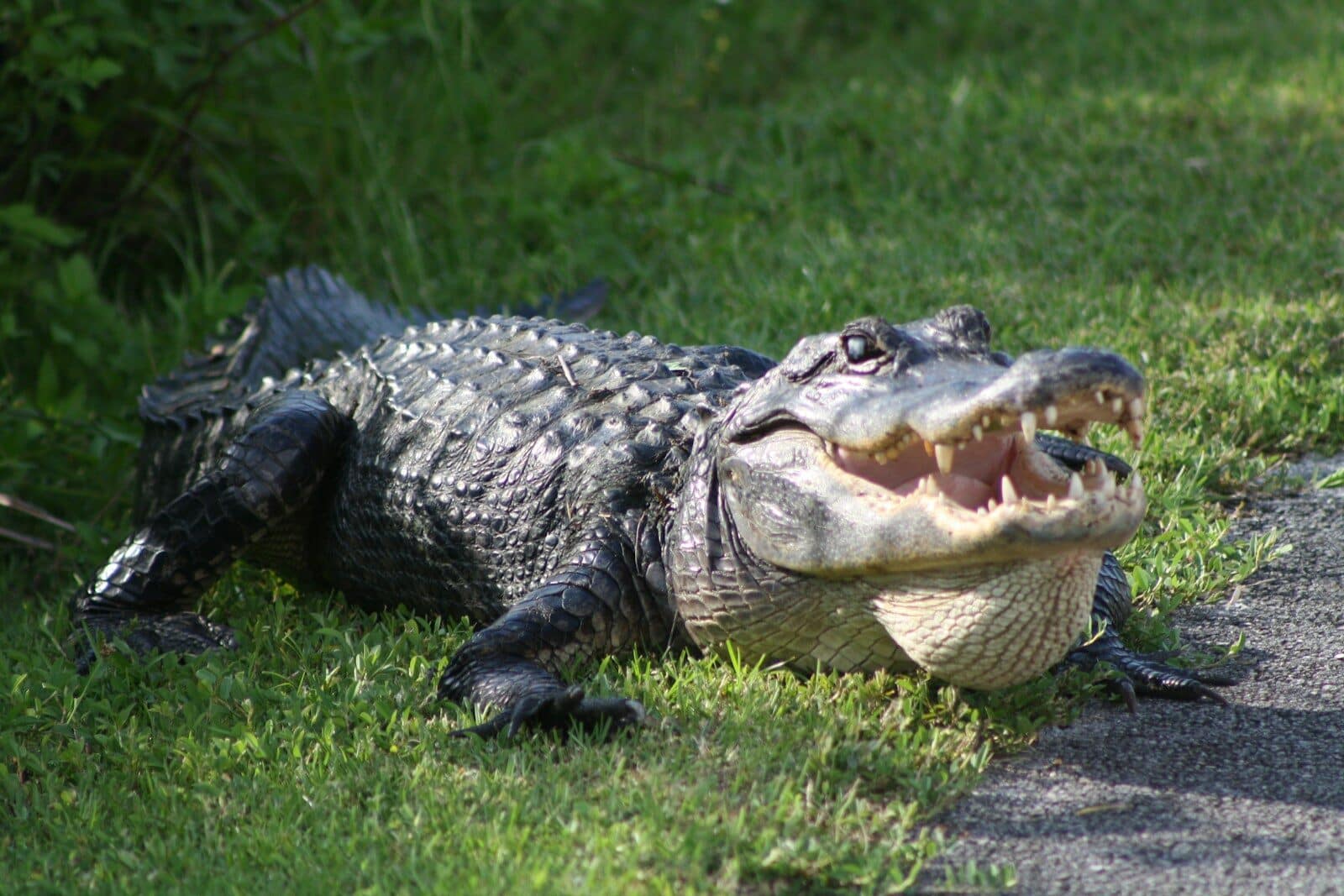 How Common are Alligator Attacks in South Carolina?
