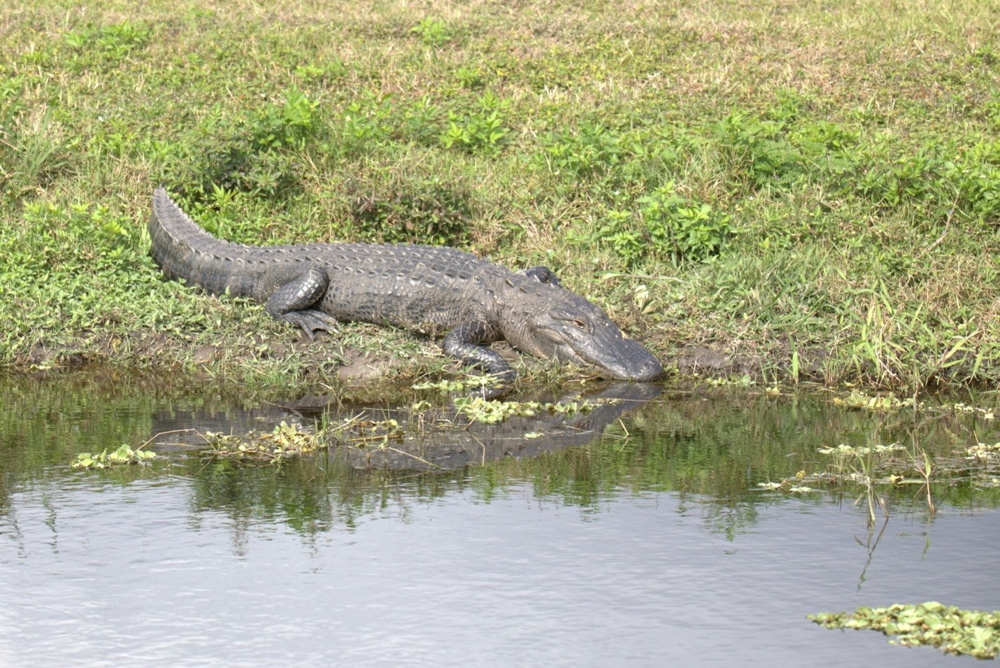 Alligator Attacks in South Carolina
