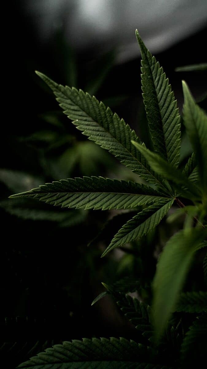 Close-up green cannabis leaf representing South Carolina marijuana law and criminal defense topics