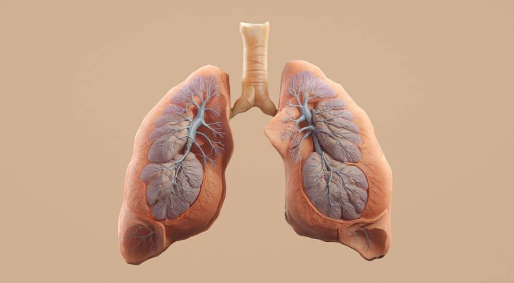 Current image: Here's a caption for the image: human lungs with trachea shown.